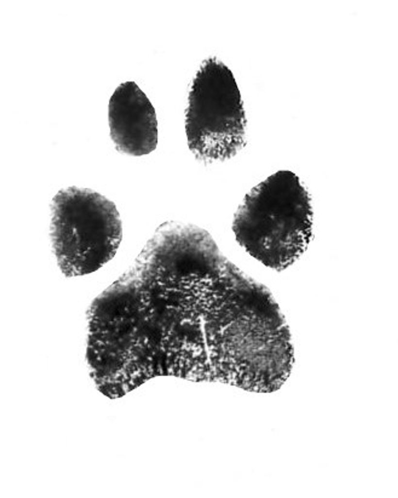 Elvis Garrison Profile Photo