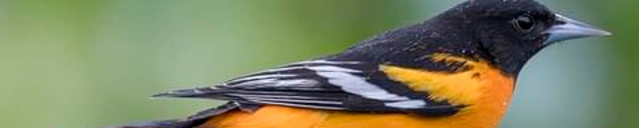 Cover for Kathy Kindel's Obituary