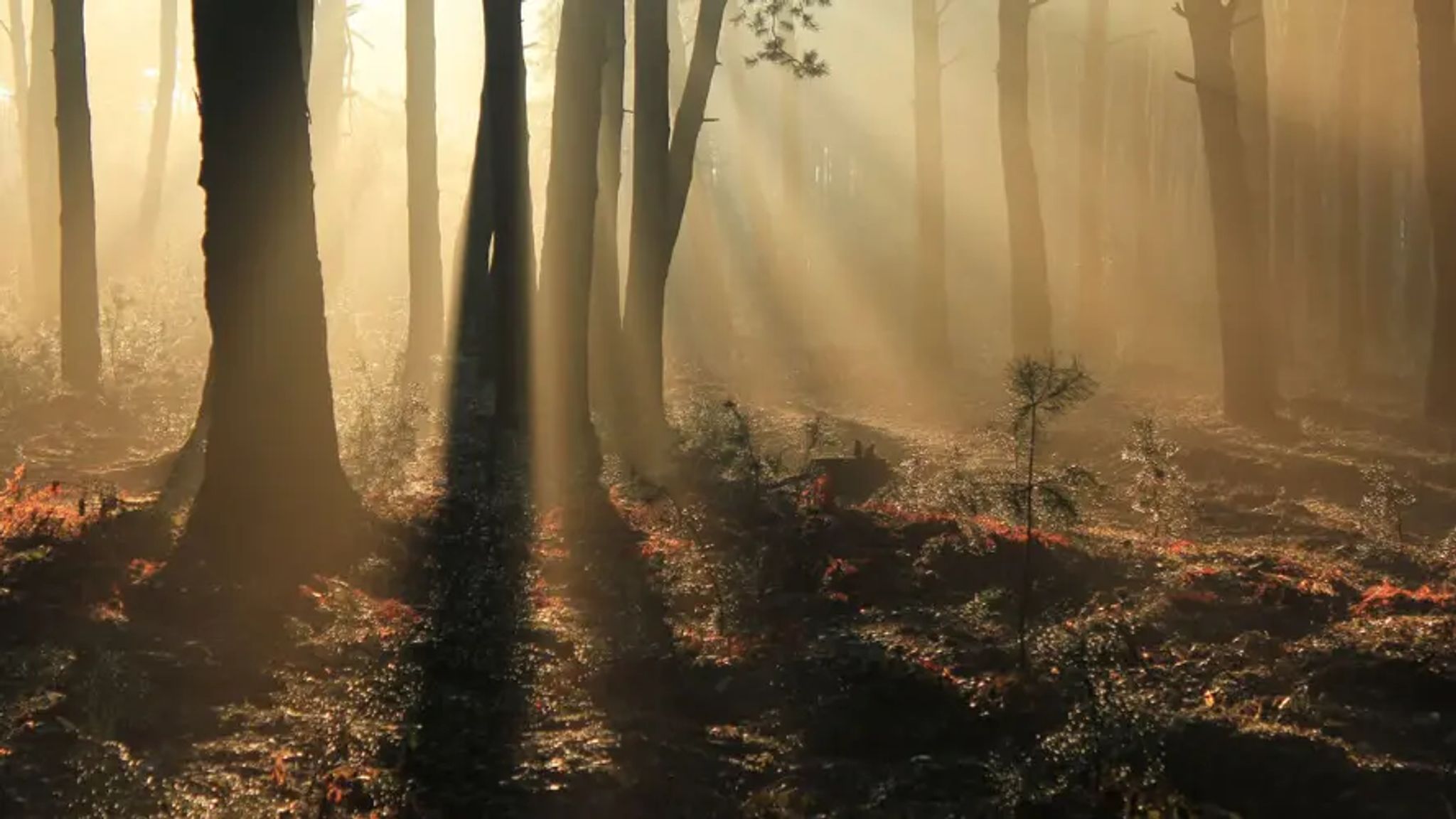 Cover for Aguek Mabior Chol Chual's Obituary