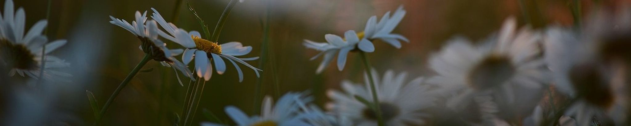 Cover photo for Erika Anderson's Obituary