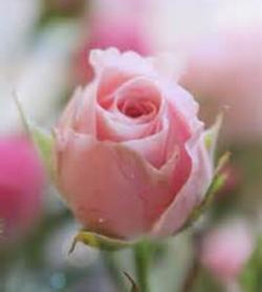 Ruth Hadfield Snizik