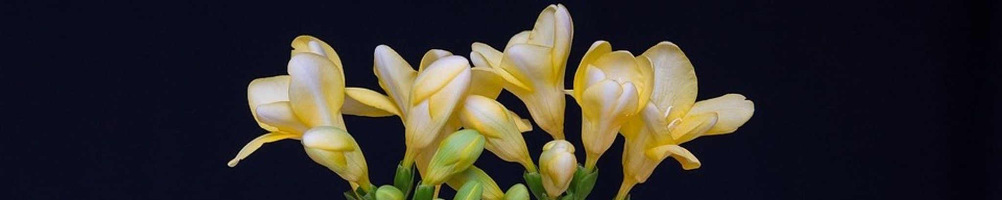 Cover photo for Cornelia Kalkman's Obituary