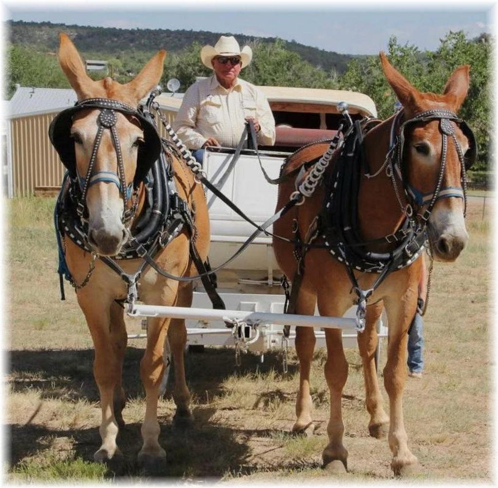 Joe B. Raley Profile Photo