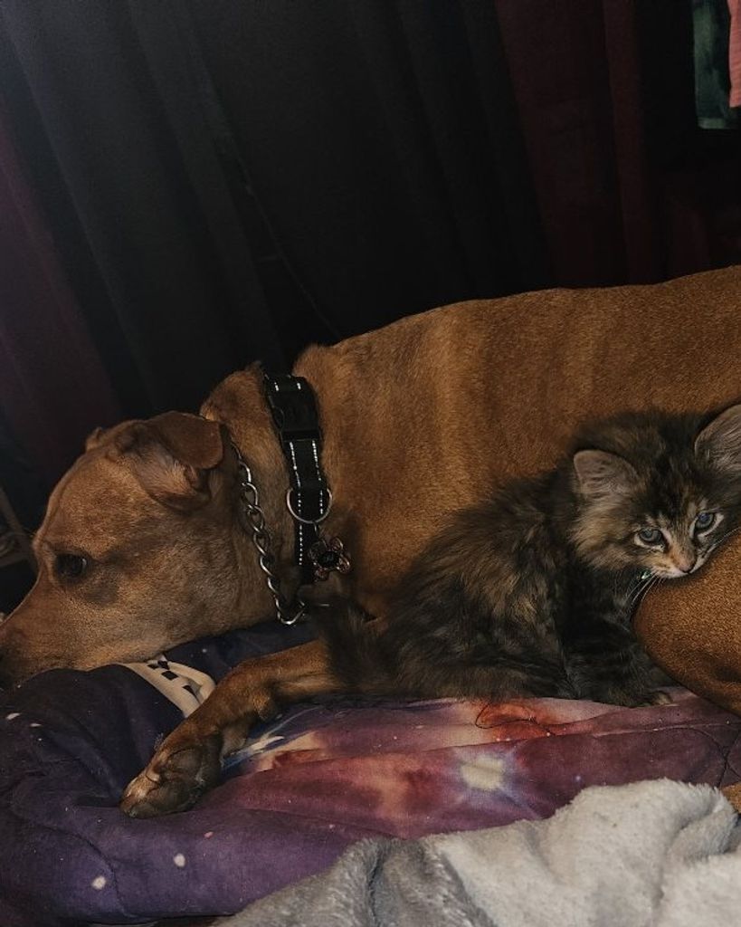 Maxi and Cali Fricko Profile Photo