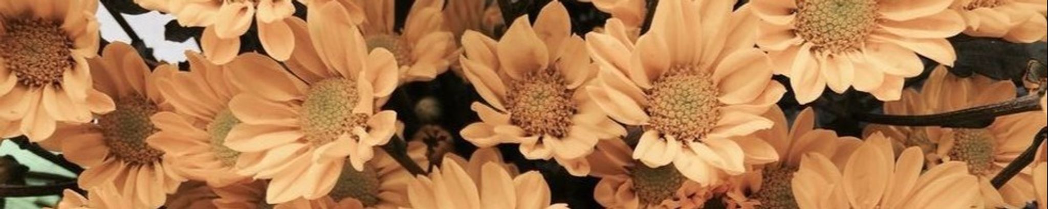 Cover for Breda Radej's Obituary