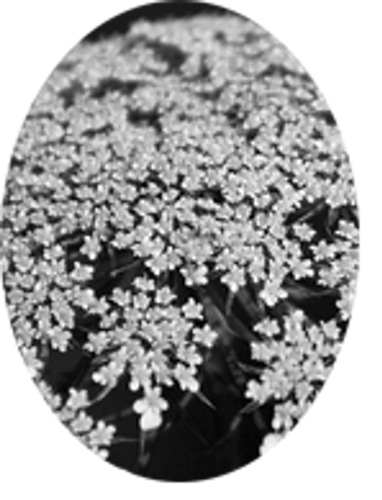 Dorothy Wyant