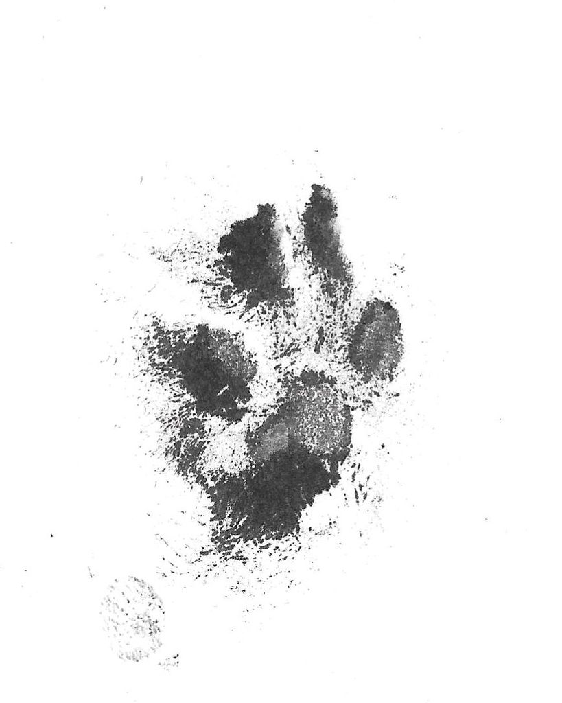Noah Isaac Chambers Profile Photo