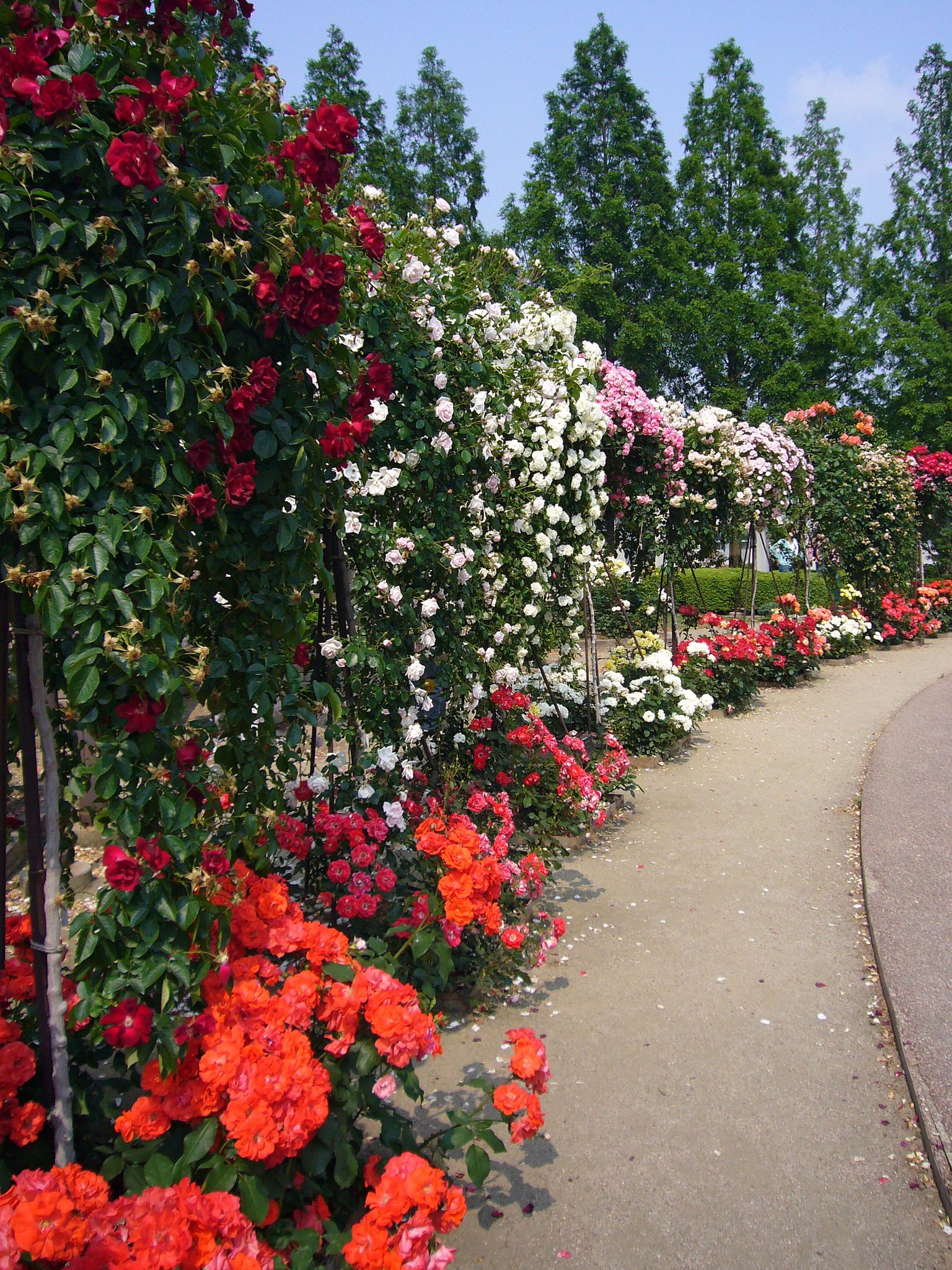 Cover photo for Margaret Casilia Klein's Obituary