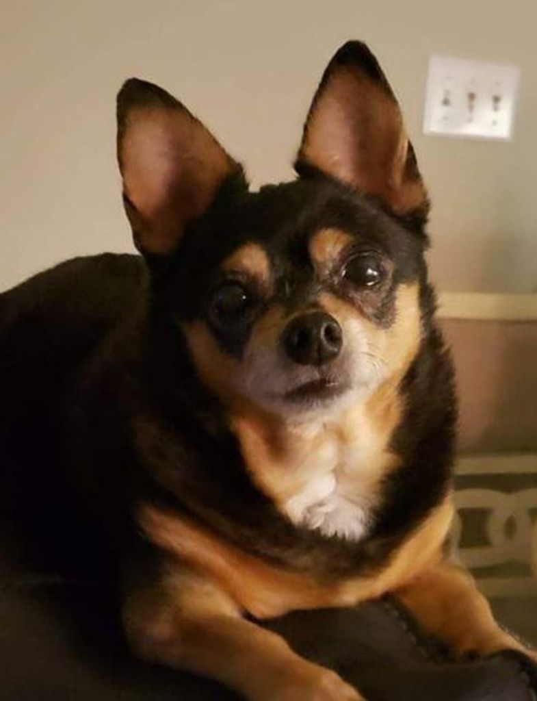 Baby Dog Reid Profile Photo