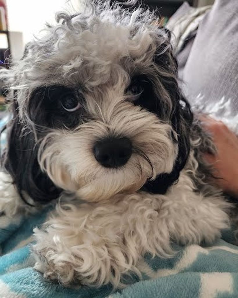 Willow Black Profile Photo