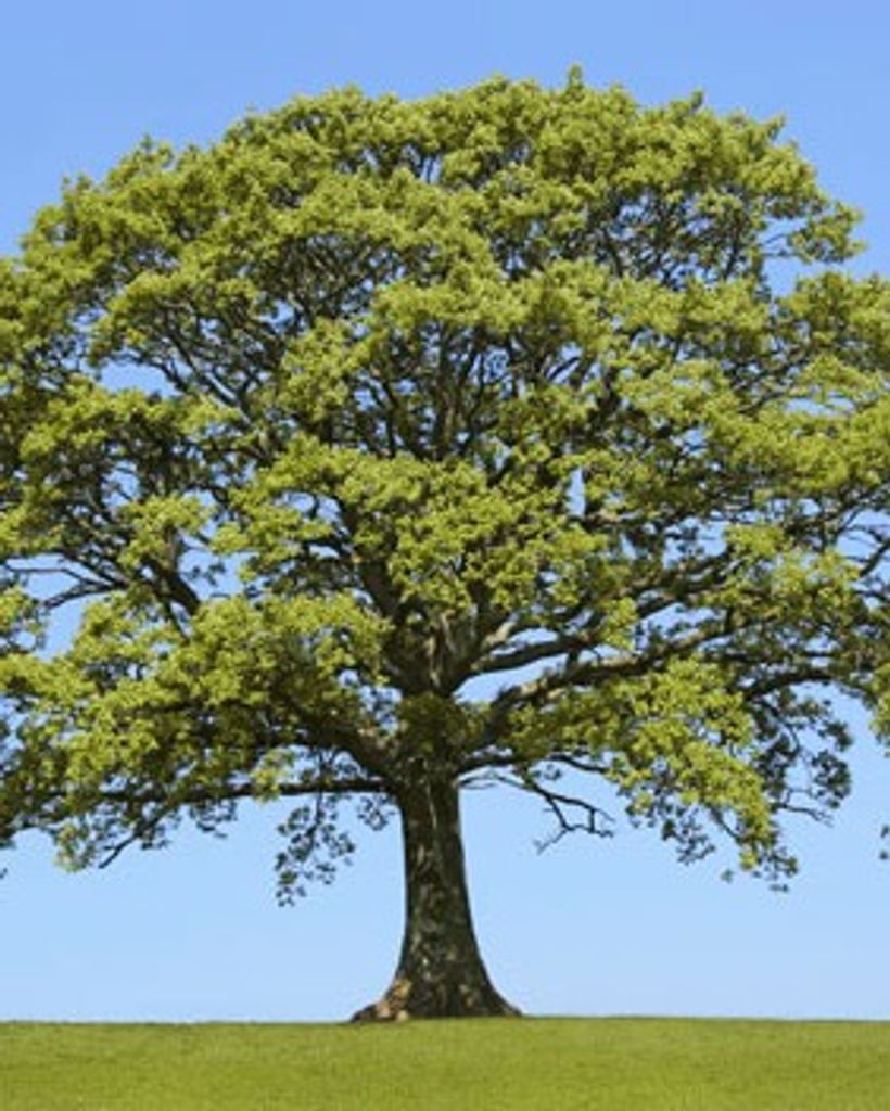 Central Scott Jr. Profile Photo