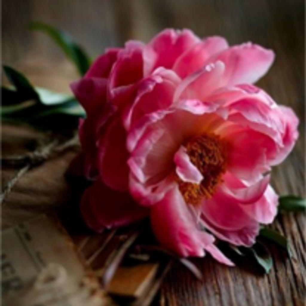 Susan Ann Simones