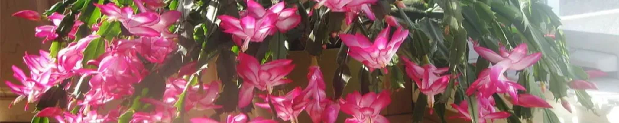 Cover for Peggy M. DeSarno's Obituary