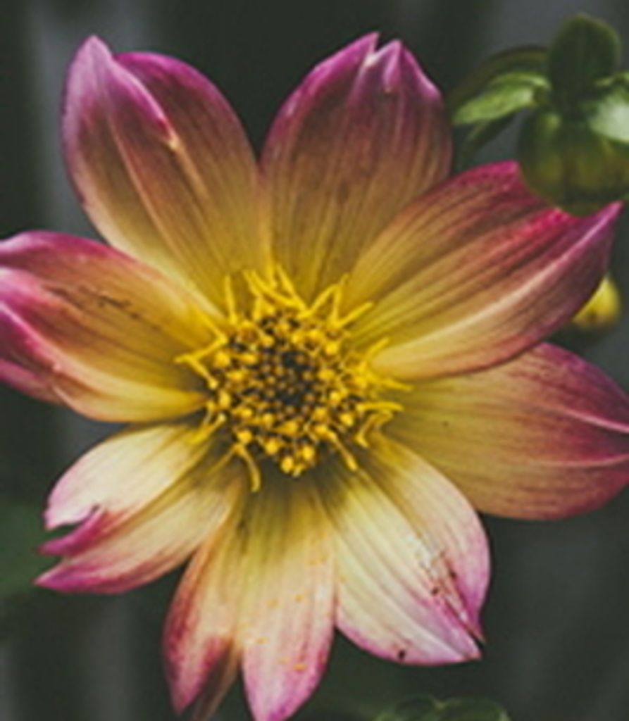 Joann Brownlow Profile Photo