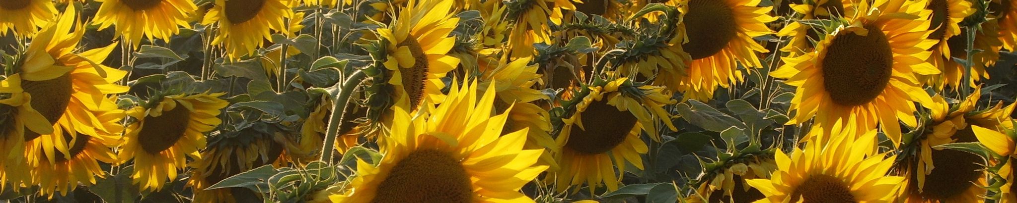 Cover photo for Jessica Sue Campbell's Obituary
