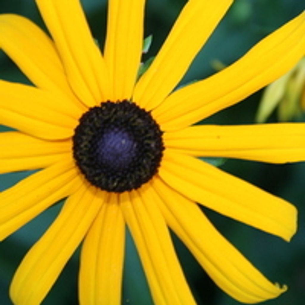 Tina  Rene Clark Profile Photo