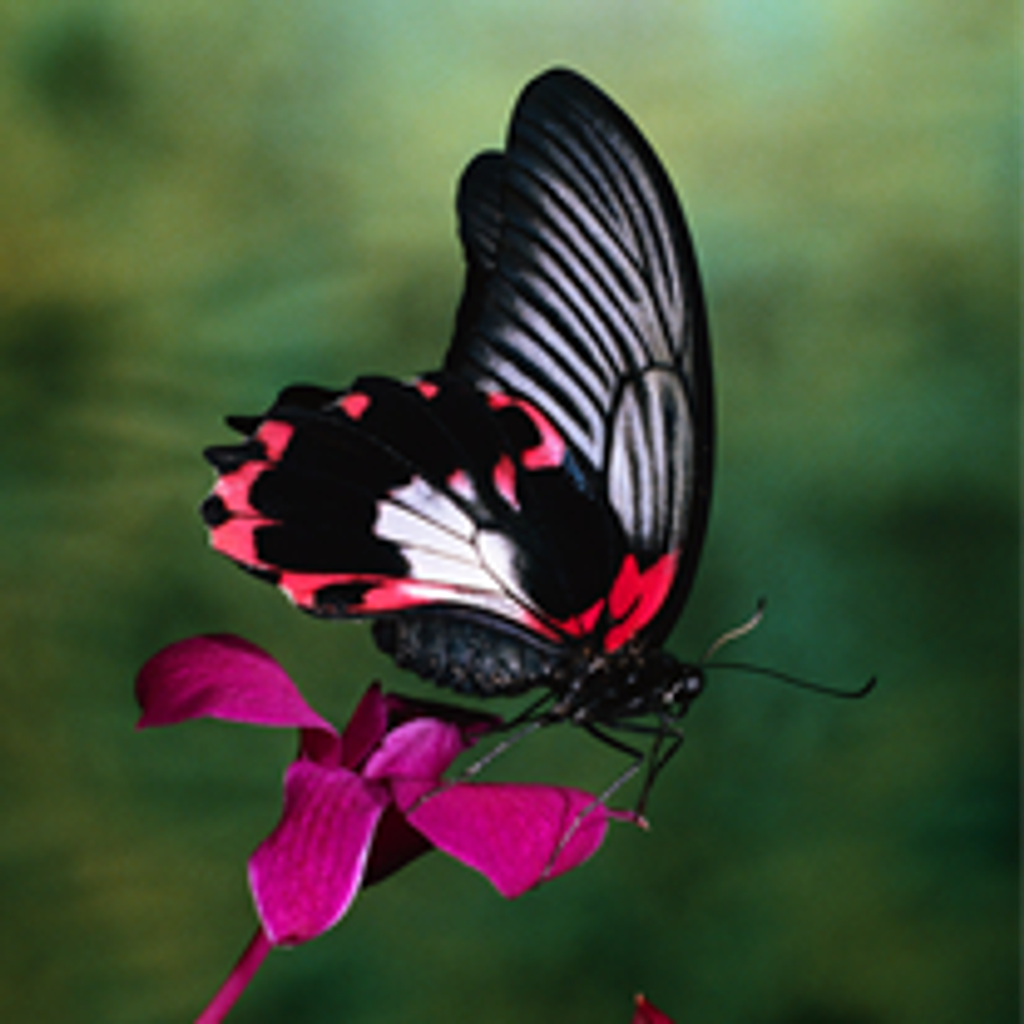Shantha B Dambagolle