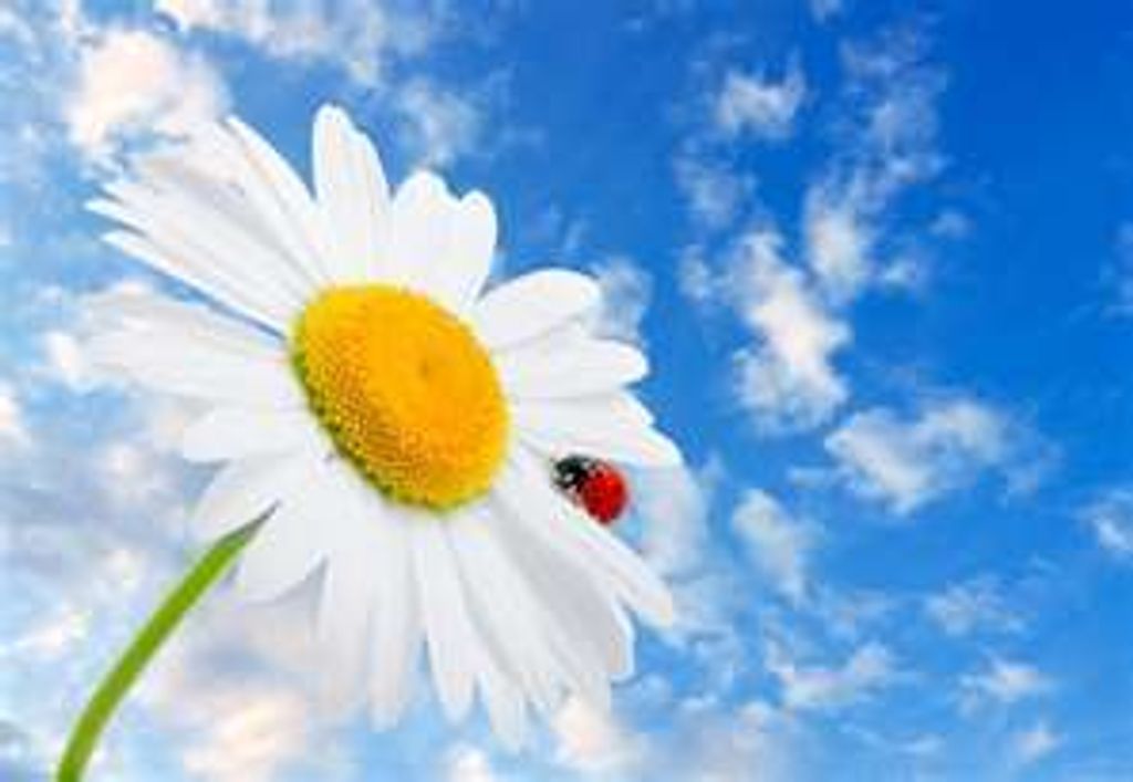 Mary R. “Daisy” Schaefering