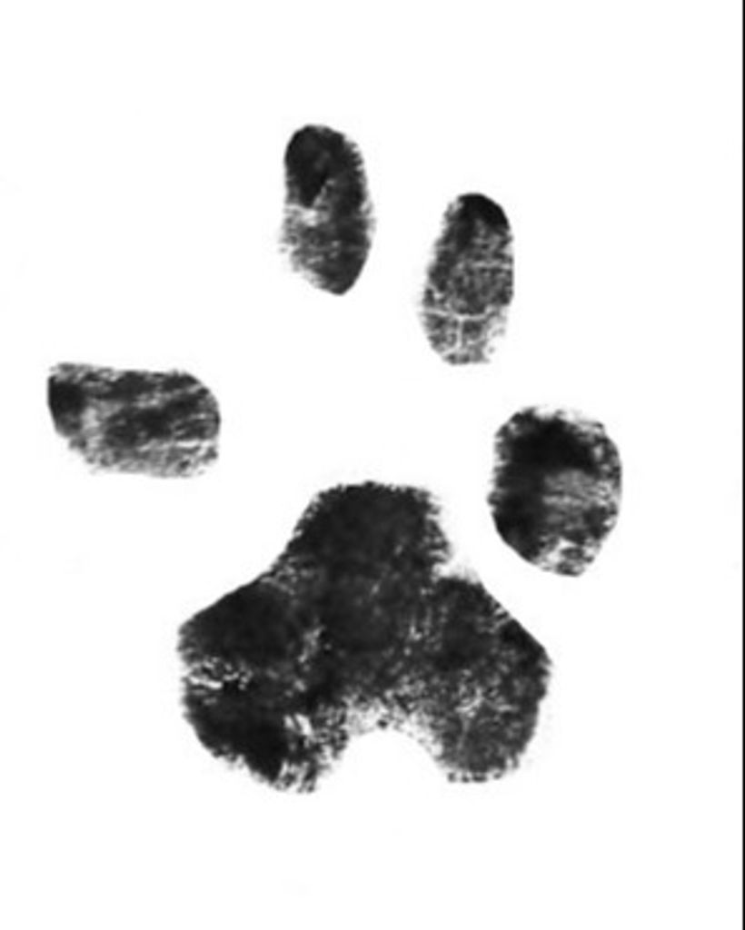 Charlie Goings Profile Photo