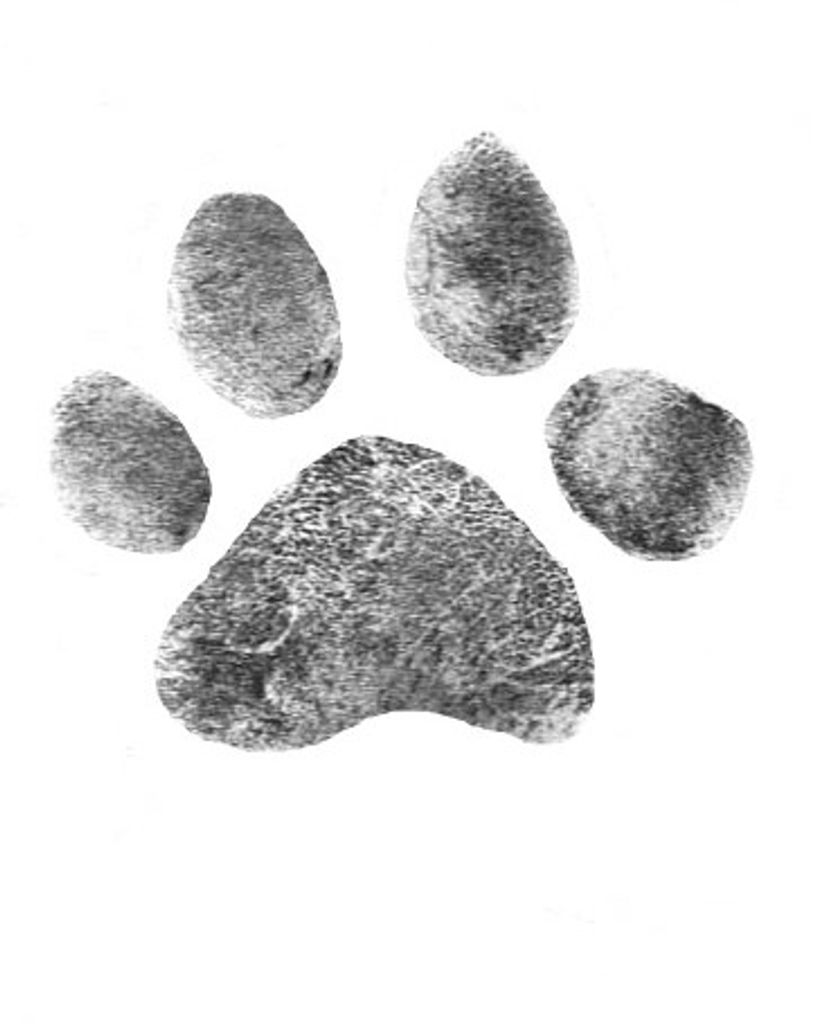 Gizmo Schilf Profile Photo