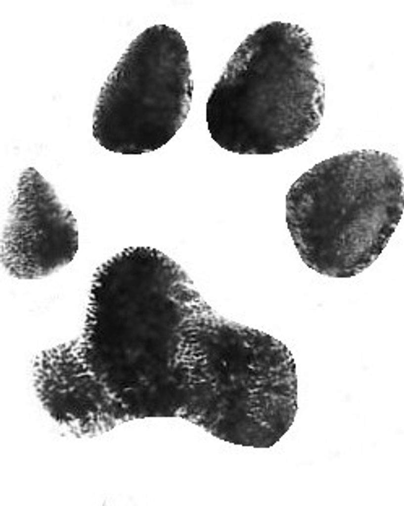 Achilles Harbinson Profile Photo