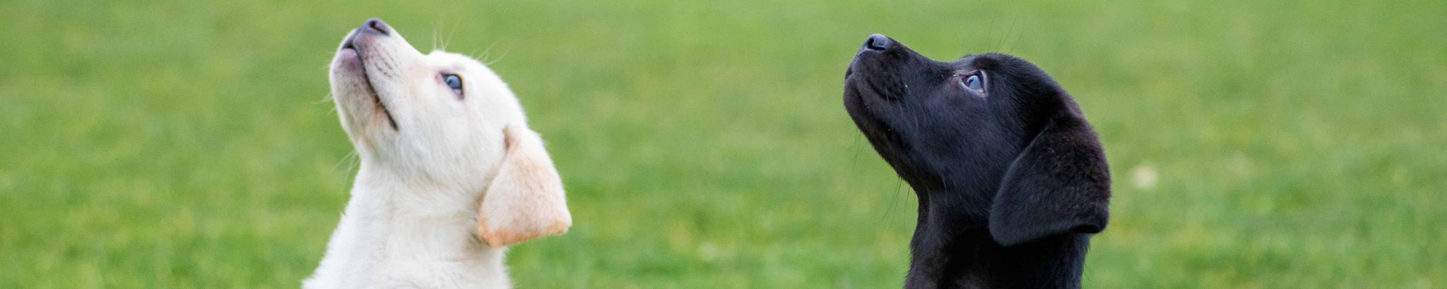 Cover for Anwar Navarrius Padgett's Obituary