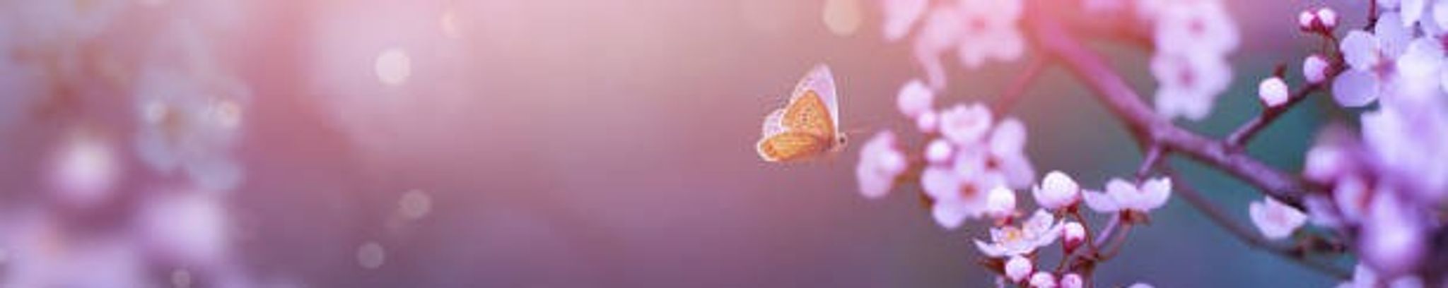 Cover photo for Felicia D. Clarkson's Obituary