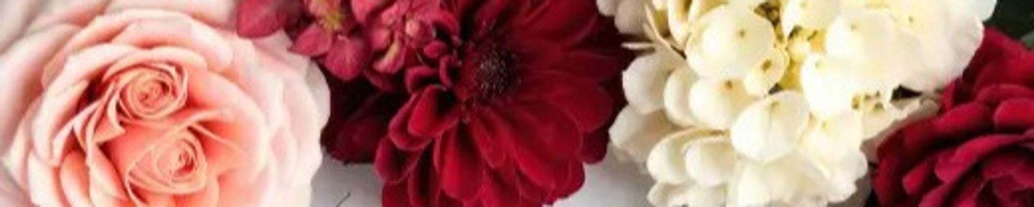 Cover for Sharon Triano-Kott's Obituary