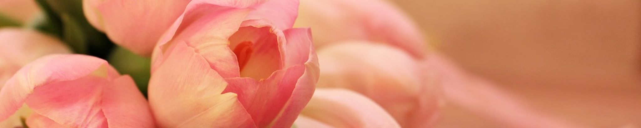 Cover photo for Teresa Palousek's Obituary