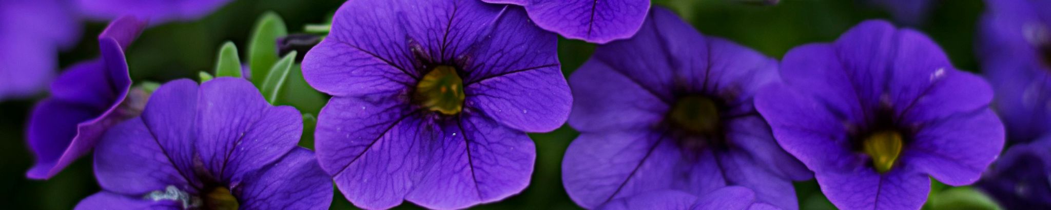 Cover photo for Patricia Ruth Johnson's Obituary