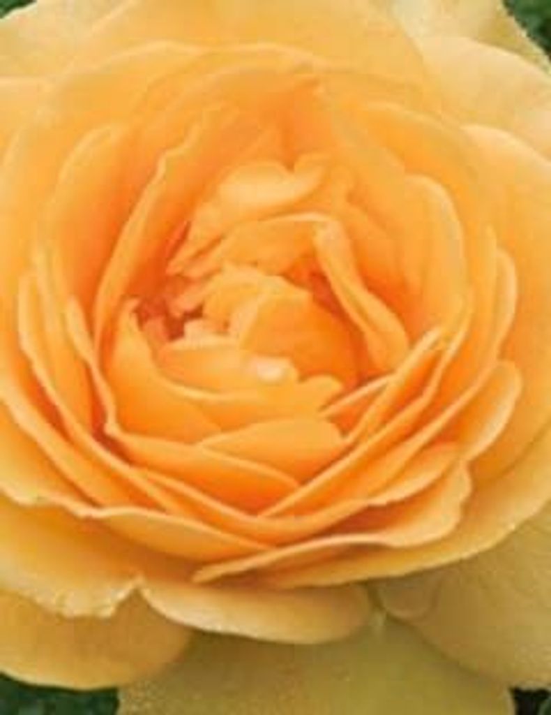 Brenda Ann Collins Profile Photo
