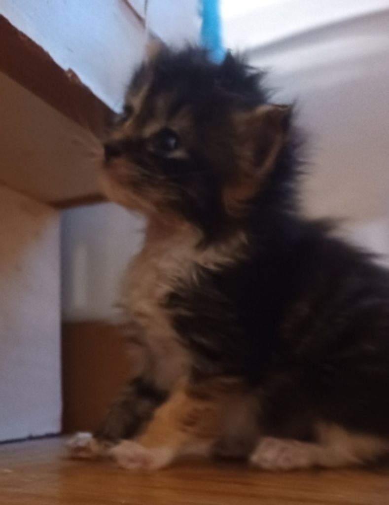 Baby Willie Haught