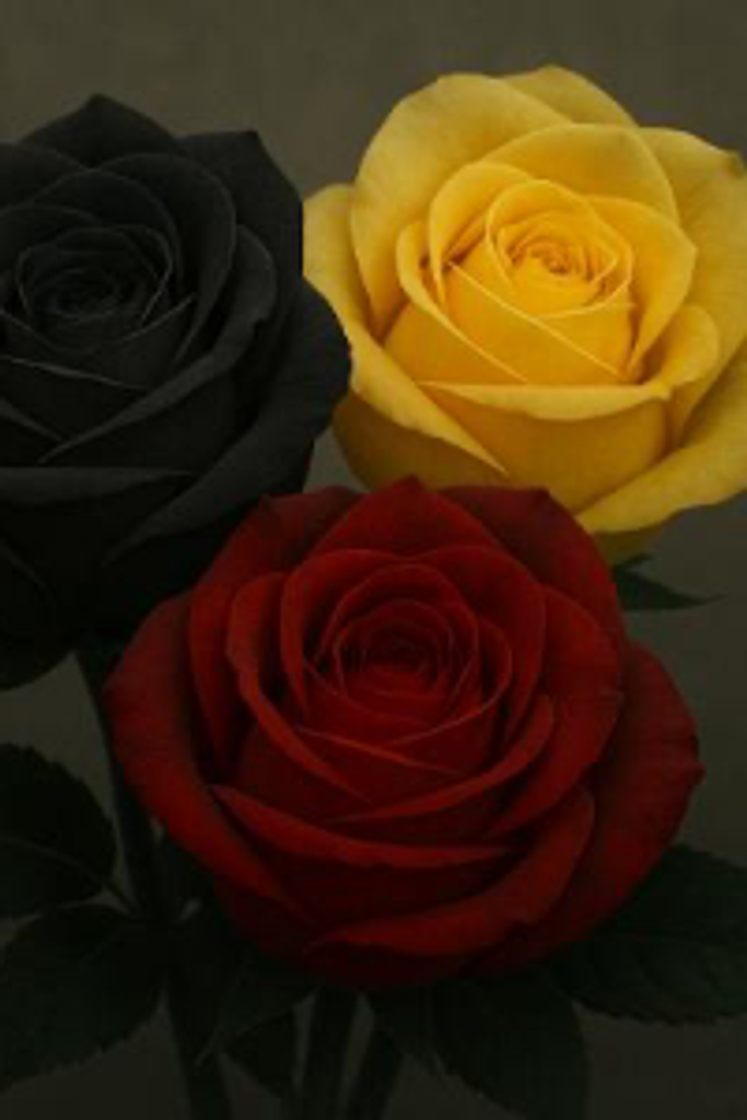 Caroline C. (Colucci) Cook