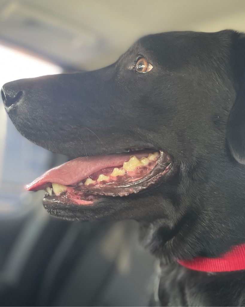 Our Sweet Buddy Profile Photo