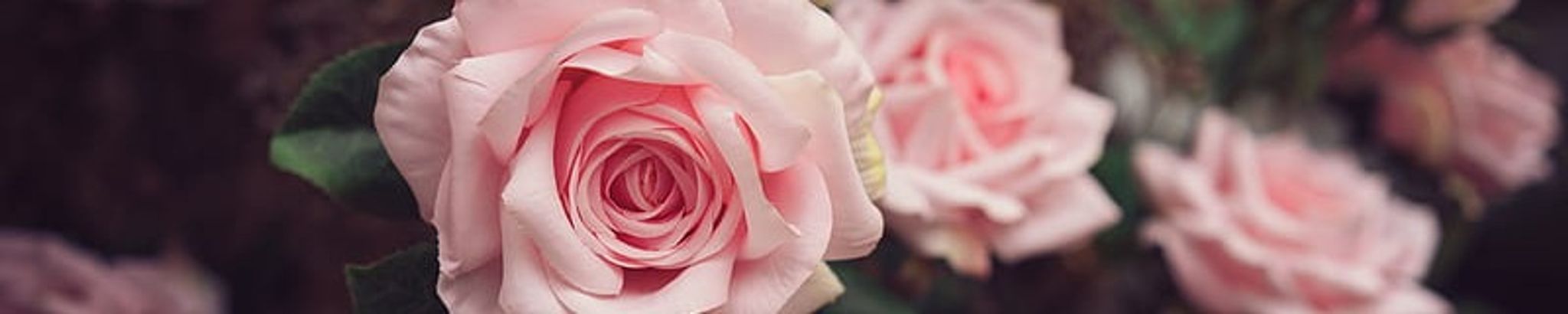 Cover for Pauline Frances Boczar's Obituary