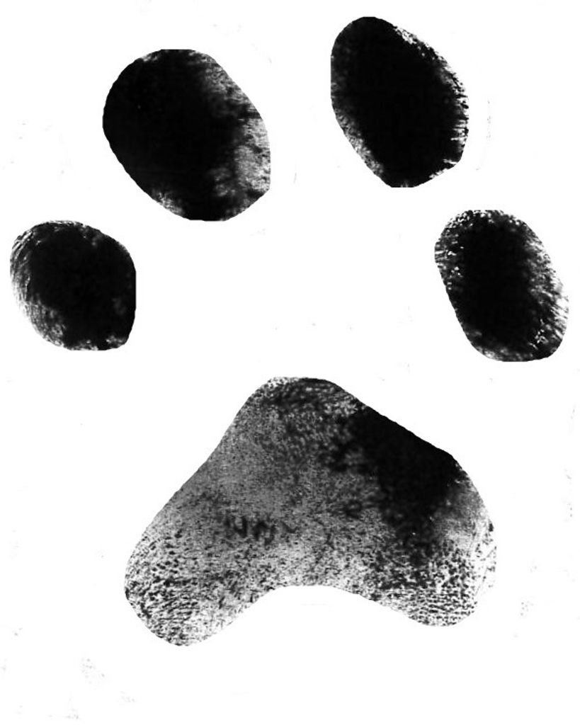 Spike Ward Profile Photo