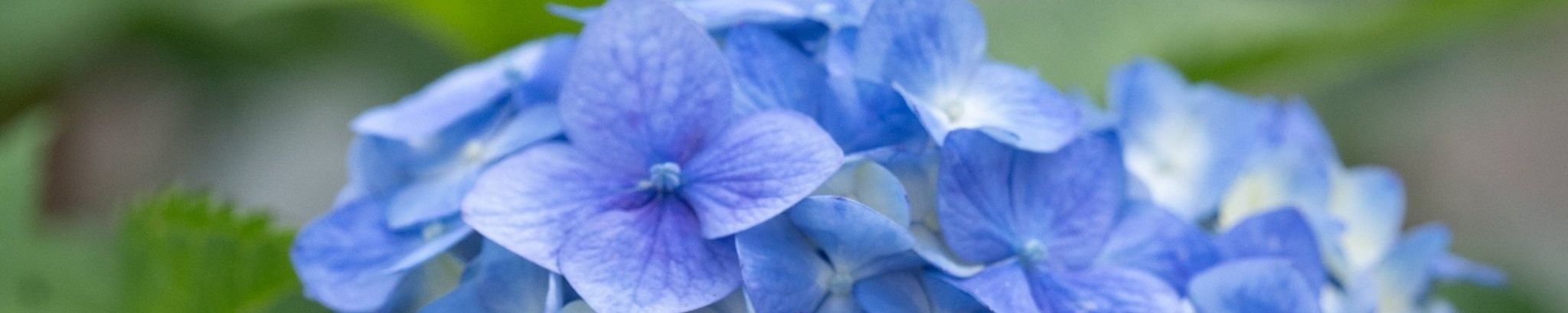Cover photo for Katherine Brown's Obituary