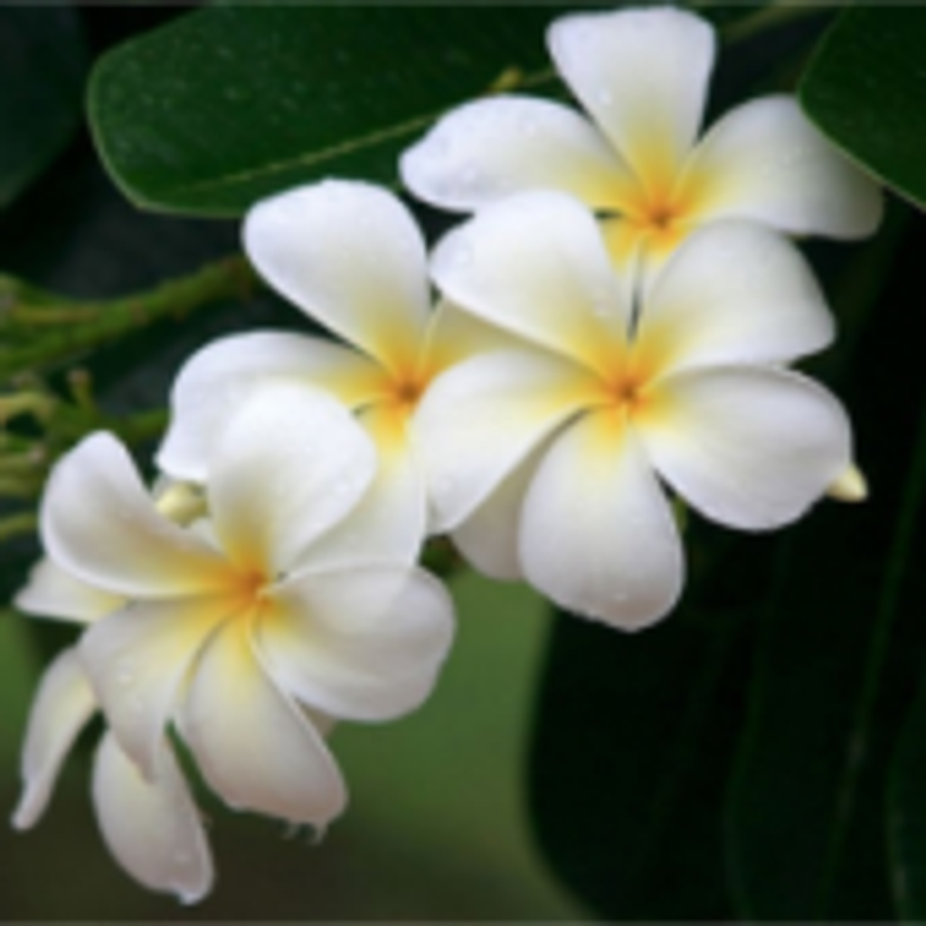 Darlene Vaughn Estrich