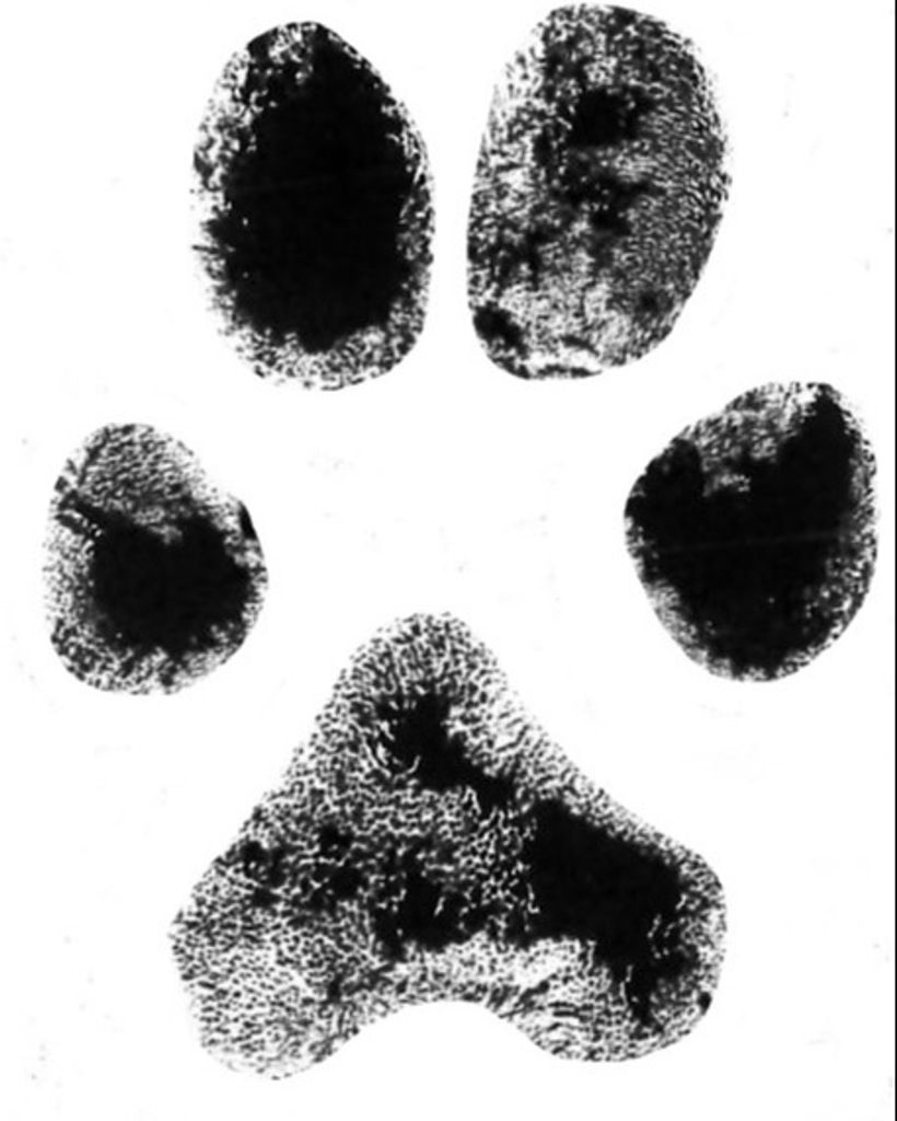 Lakyn Silva Profile Photo