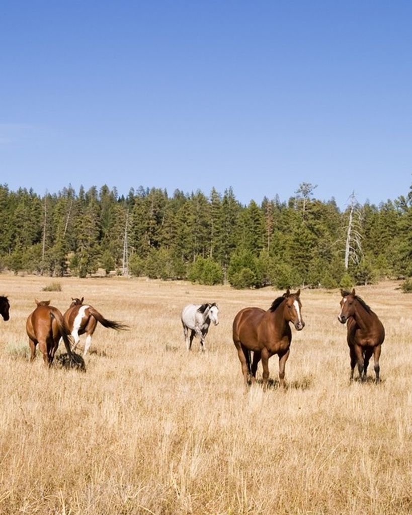 Cody James Burrows Profile Photo