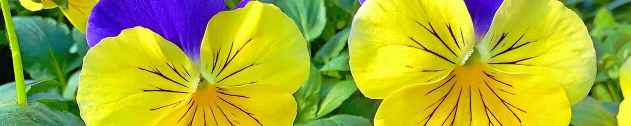 Cover for Mary L. Burrell's Obituary