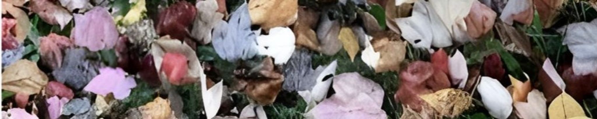 Cover for Susan Goodwillie Edwards's Obituary