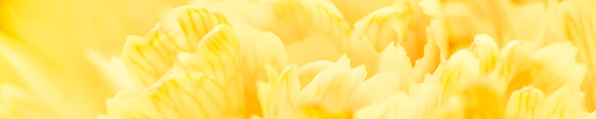 Cover for Anita E. Smith's Obituary