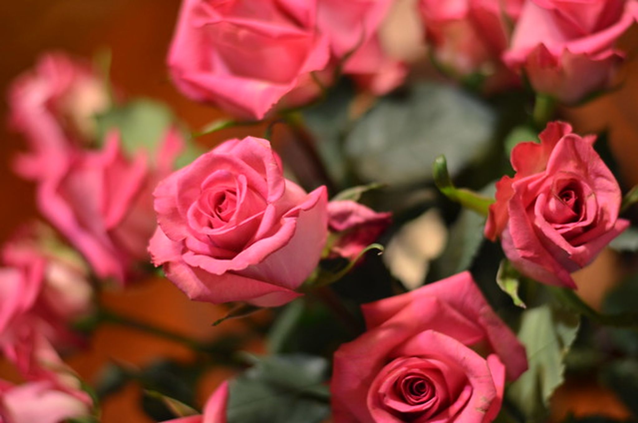 Cover photo for Laura Fay's Obituary