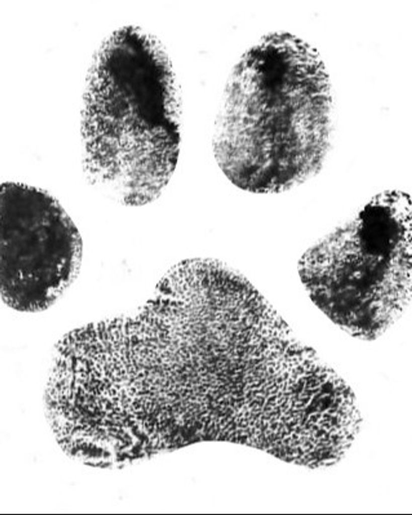 Phoebe Ramsey Profile Photo