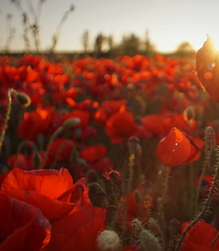 Patricia Epperly Profile Photo