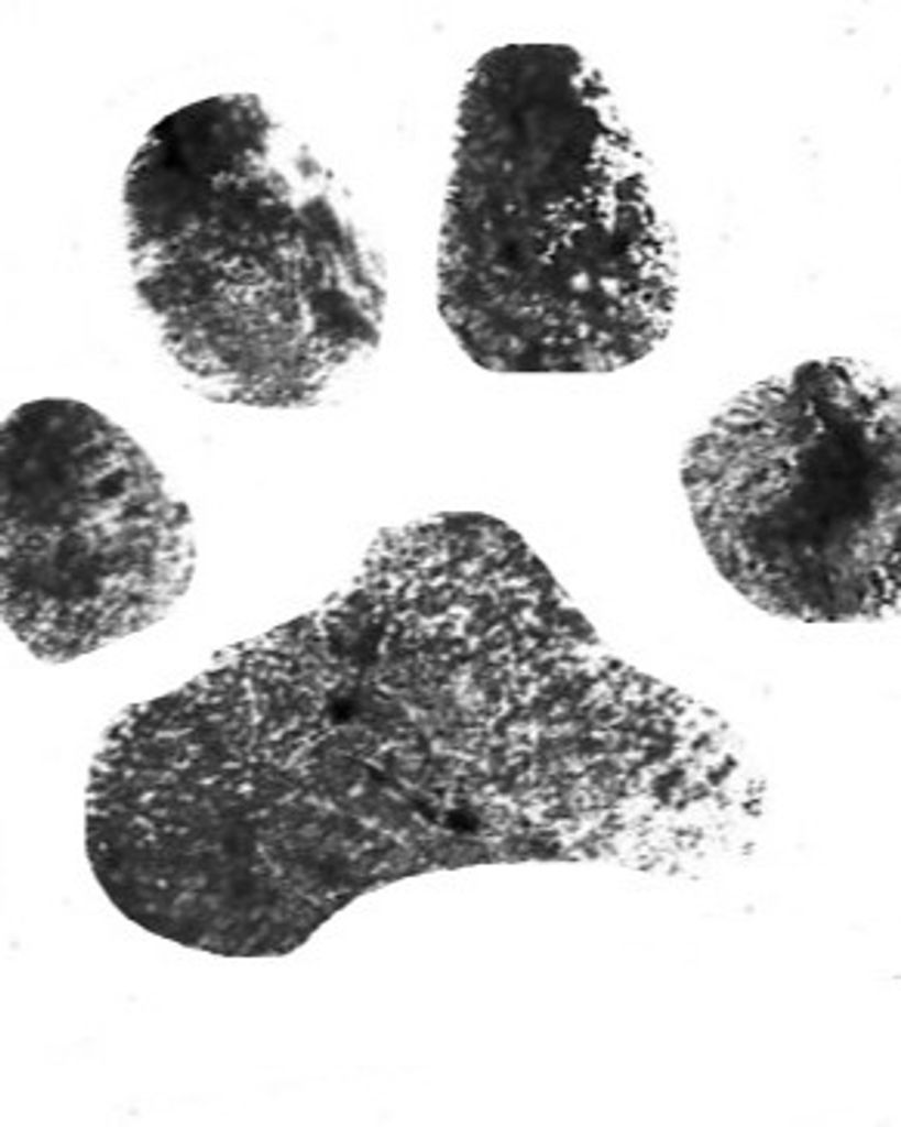 Max Henry Simmons Schwaiger Profile Photo