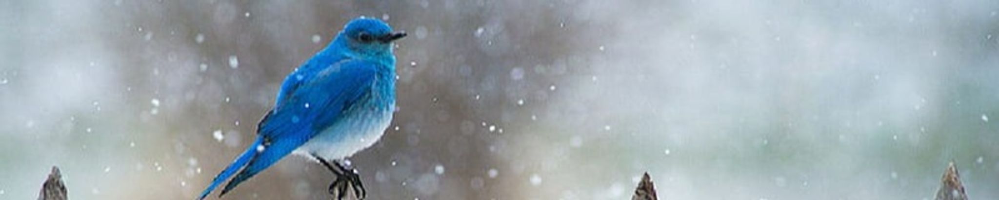 Cover for Barbara Smith's Obituary