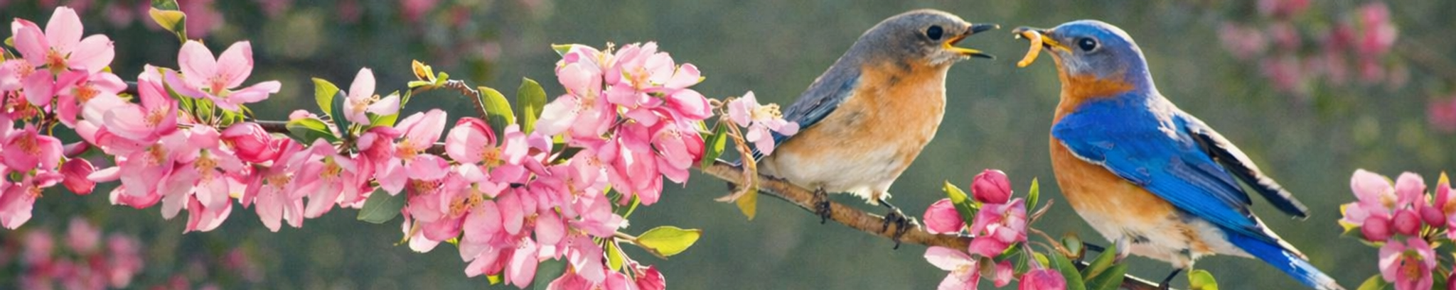 Cover for Loretta A. Schultz's Obituary