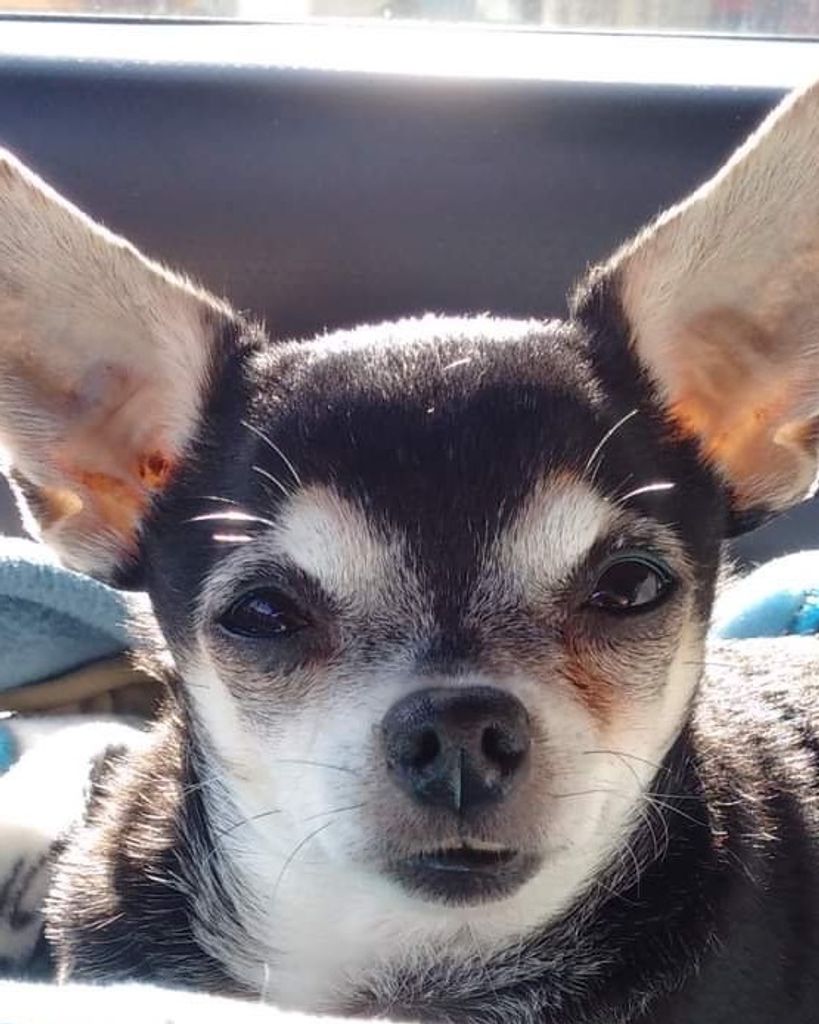 MooMoo Knight Profile Photo